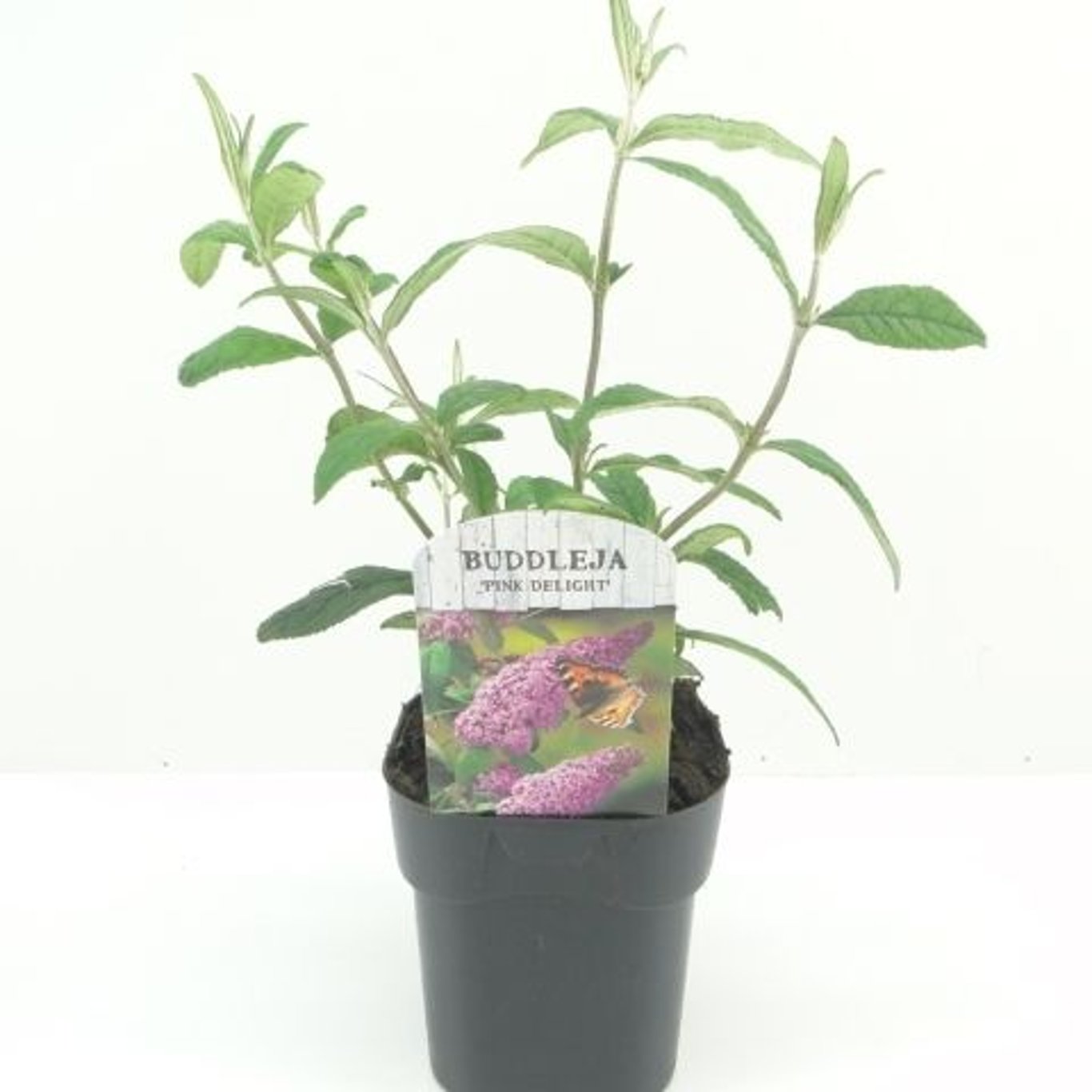 Buddleja d. 'Pink Delight' - C2